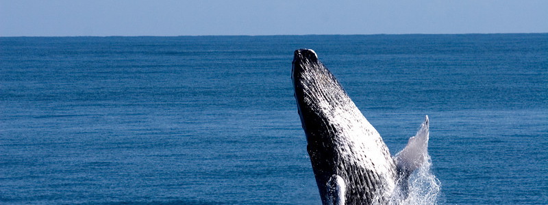 Курорт Самана - Встреча с горбатыми китами