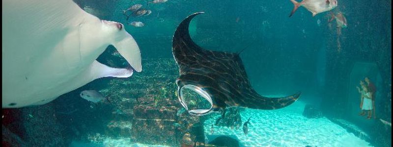 Atlantis Resort