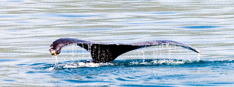 Курорт Самана - Встреча с горбатыми китами